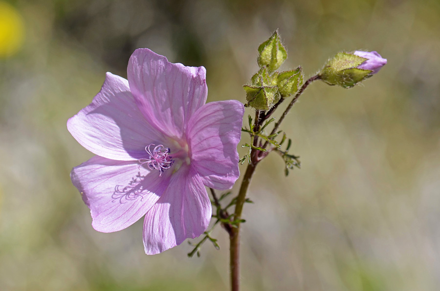 Malva moschata / Malva moscata